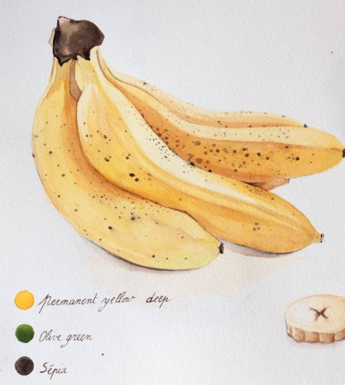 Watercolour illustration — bananas